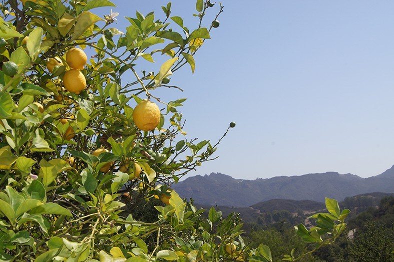 Real Ingredients - Lemon Grove in California - Greenbar Distillery