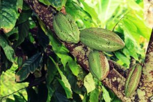 Sustainable Cacao Plant Greenbar Distillery