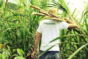 Organic Sugarcane, Sustainably harvested