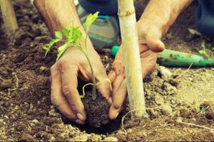 Sustainable Tree Planting Greenbar Distillery